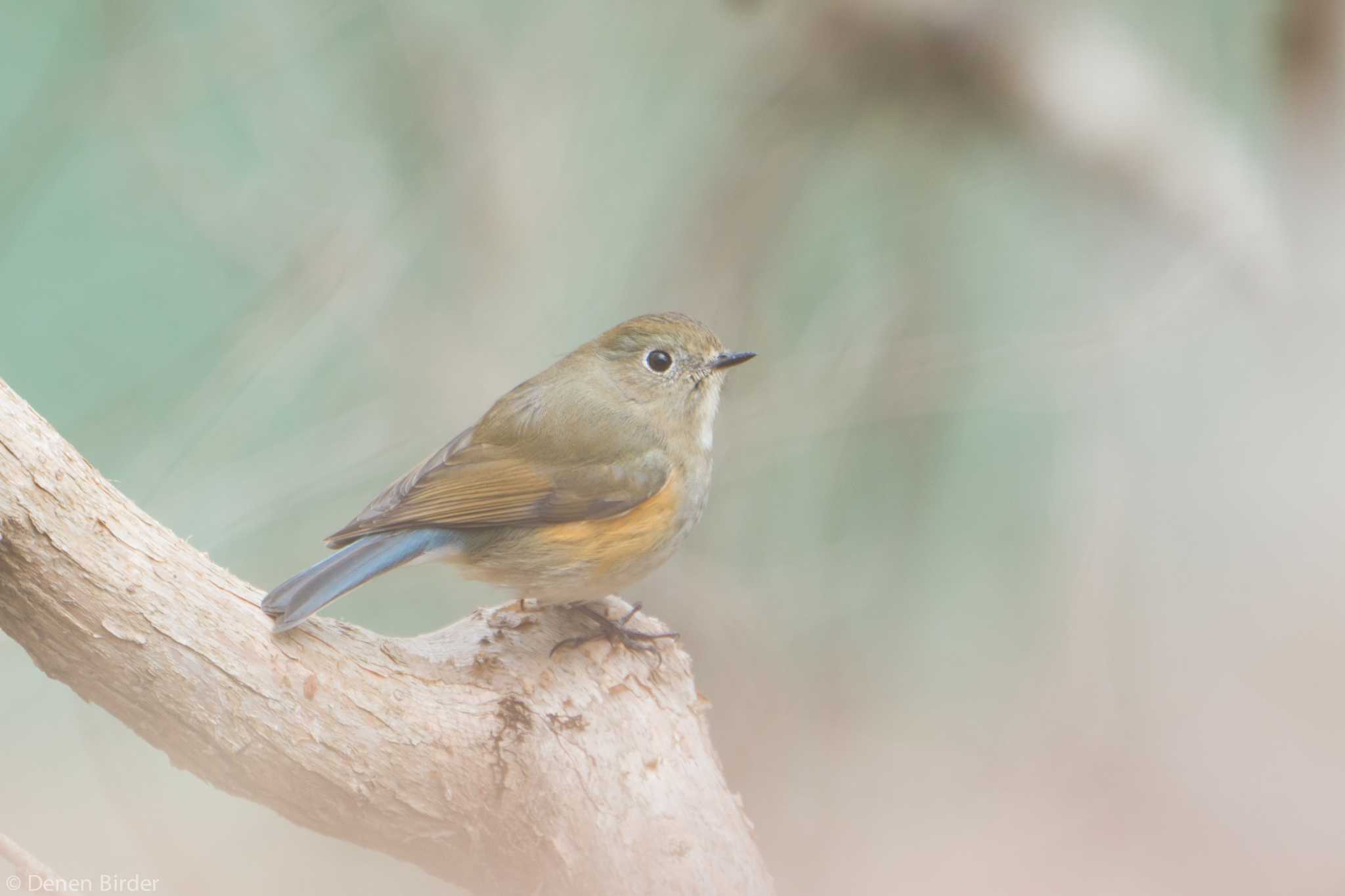 早戸川林道 ルリビタキの写真 by 田園Birder