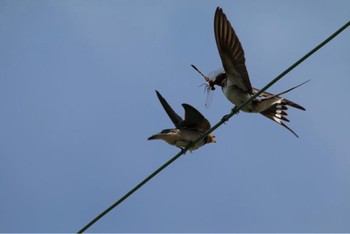 Barn Swallow 各務原市内 Wed, 7/20/2022