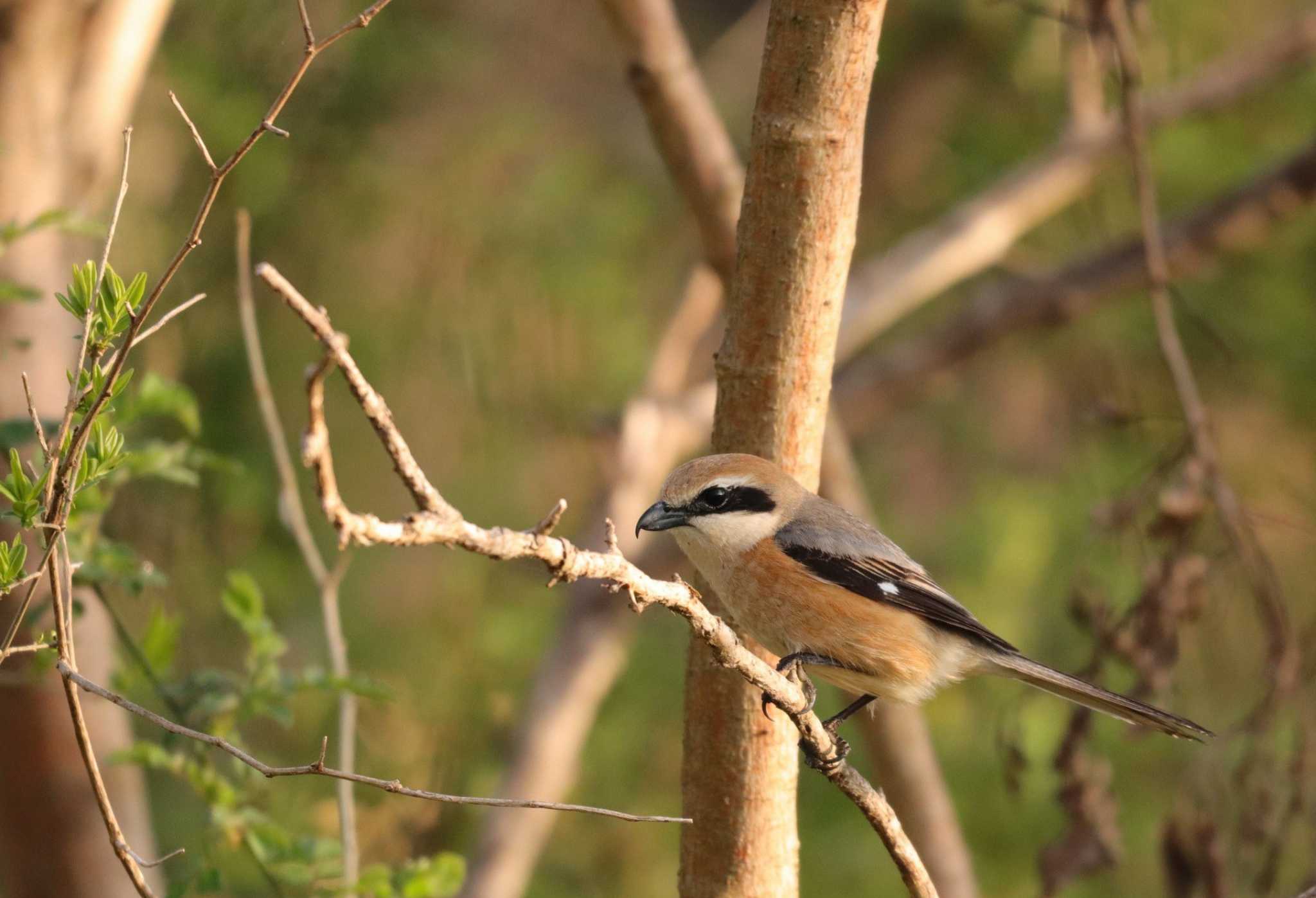 Bull-headed Shrike