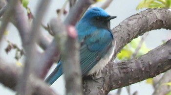 Blue-and-white Flycatcher 岐阜県大津谷梅園 Wed, 5/16/2018