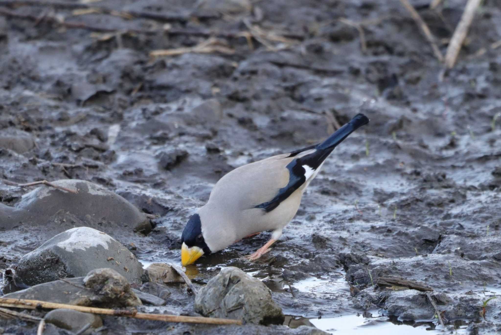 Japanese Grosbeak