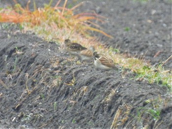 Sun, 3/26/2023 Birding report at 大久保農耕地