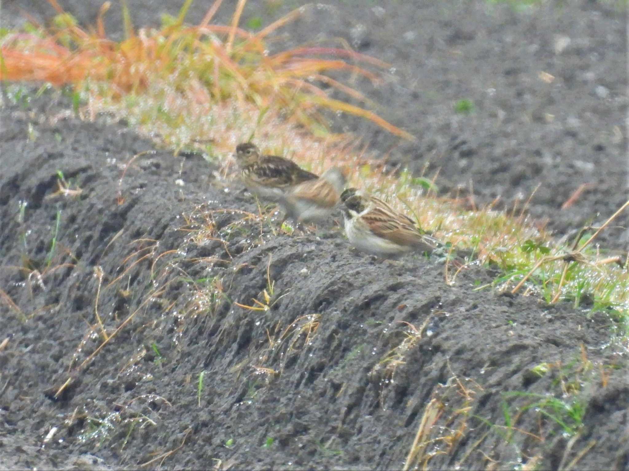 Common Reed Bunting