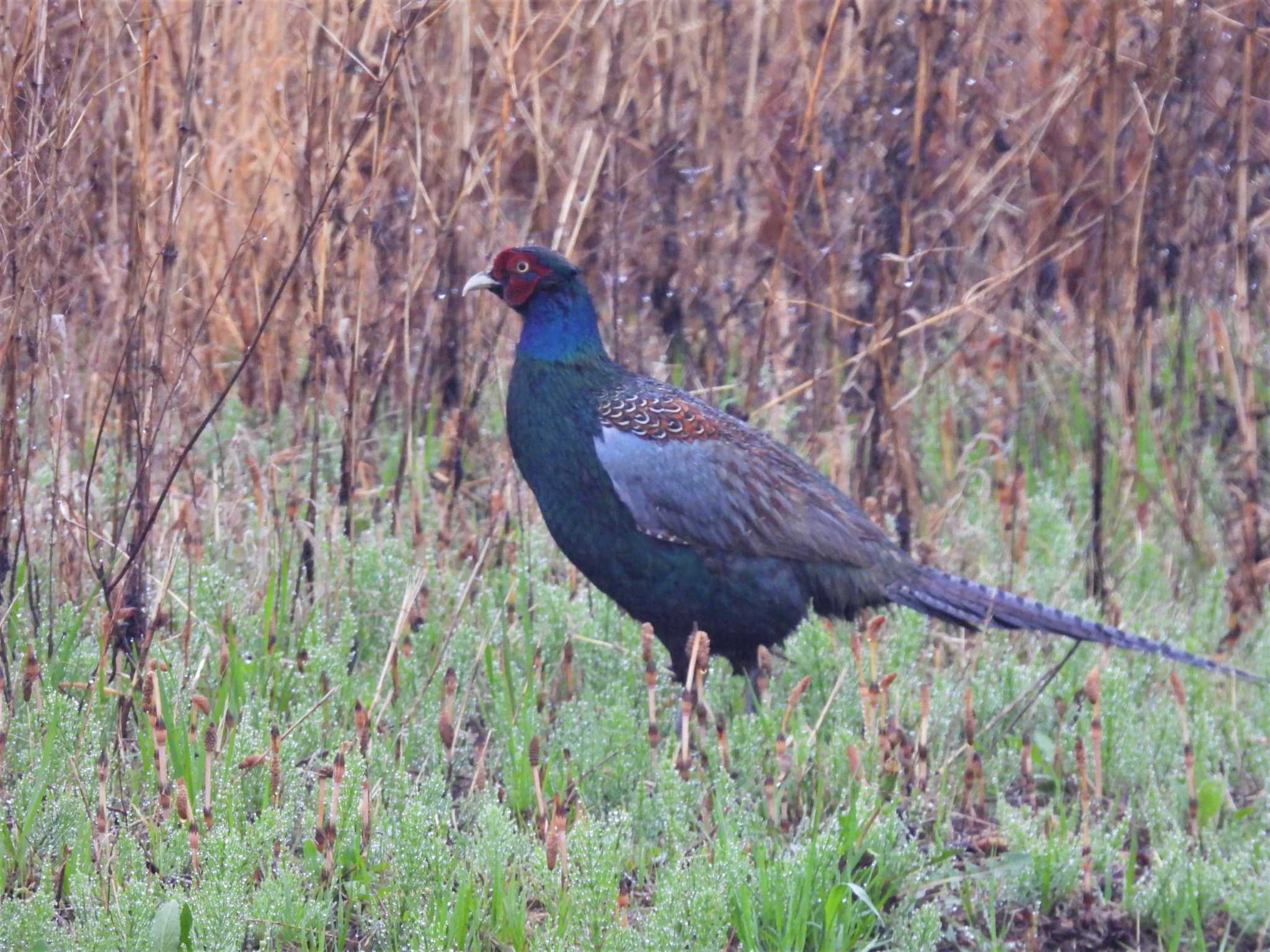 Green Pheasant