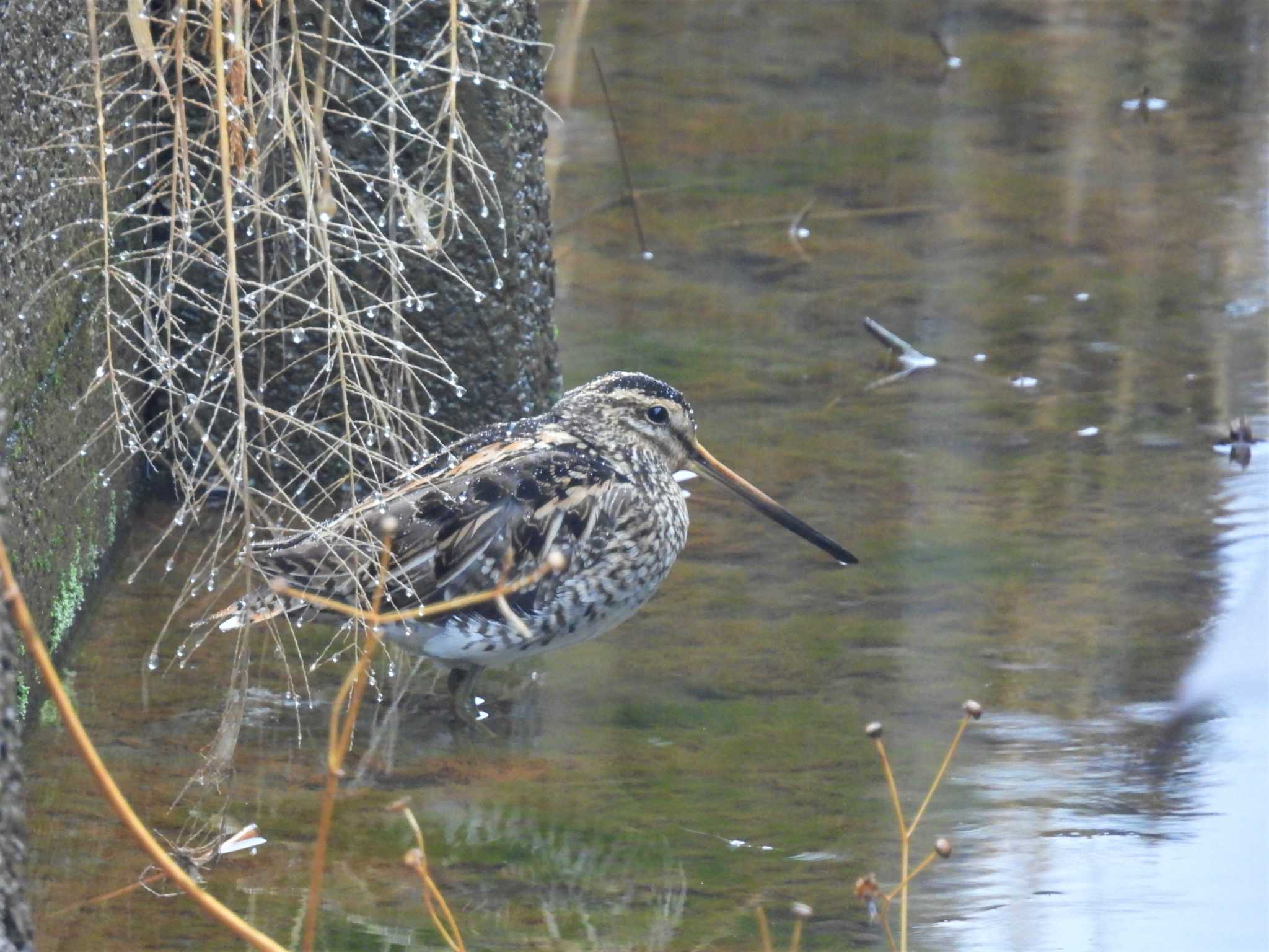 Common Snipe