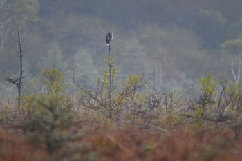 フクロウ 場所が不明 2018年5月16日(水)