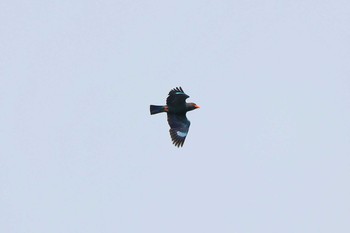 Oriental Dollarbird コタキナバル Thu, 4/26/2018