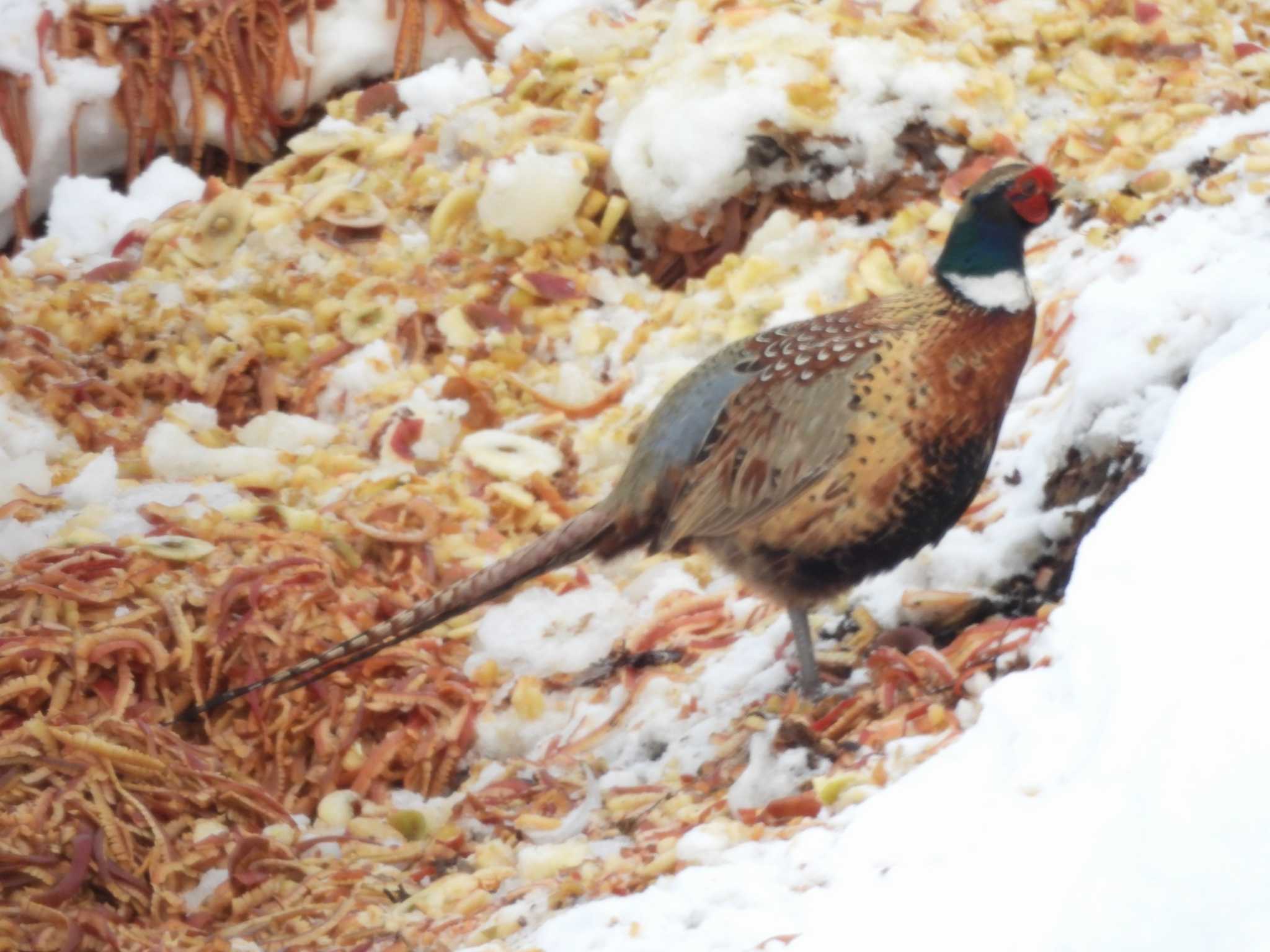 Photo of Common Pheasant at  by momotarou_u