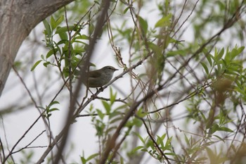 2023年3月25日(土) 津之江公園の野鳥観察記録