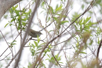 ウグイス 津之江公園 2023年3月25日(土)