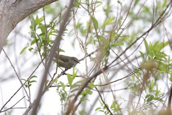 ウグイス 津之江公園 2023年3月25日(土)