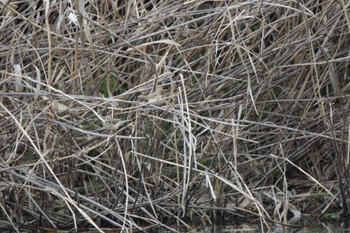 オオジュリン 津之江公園 2023年3月25日(土)