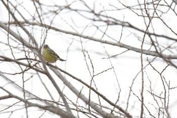 アオジ 津之江公園 2023年3月25日(土)