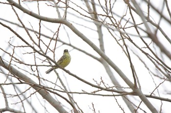 アオジ 津之江公園 2023年3月25日(土)