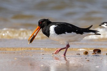 Sun, 3/19/2023 Birding report at 高松干潟(四日市)