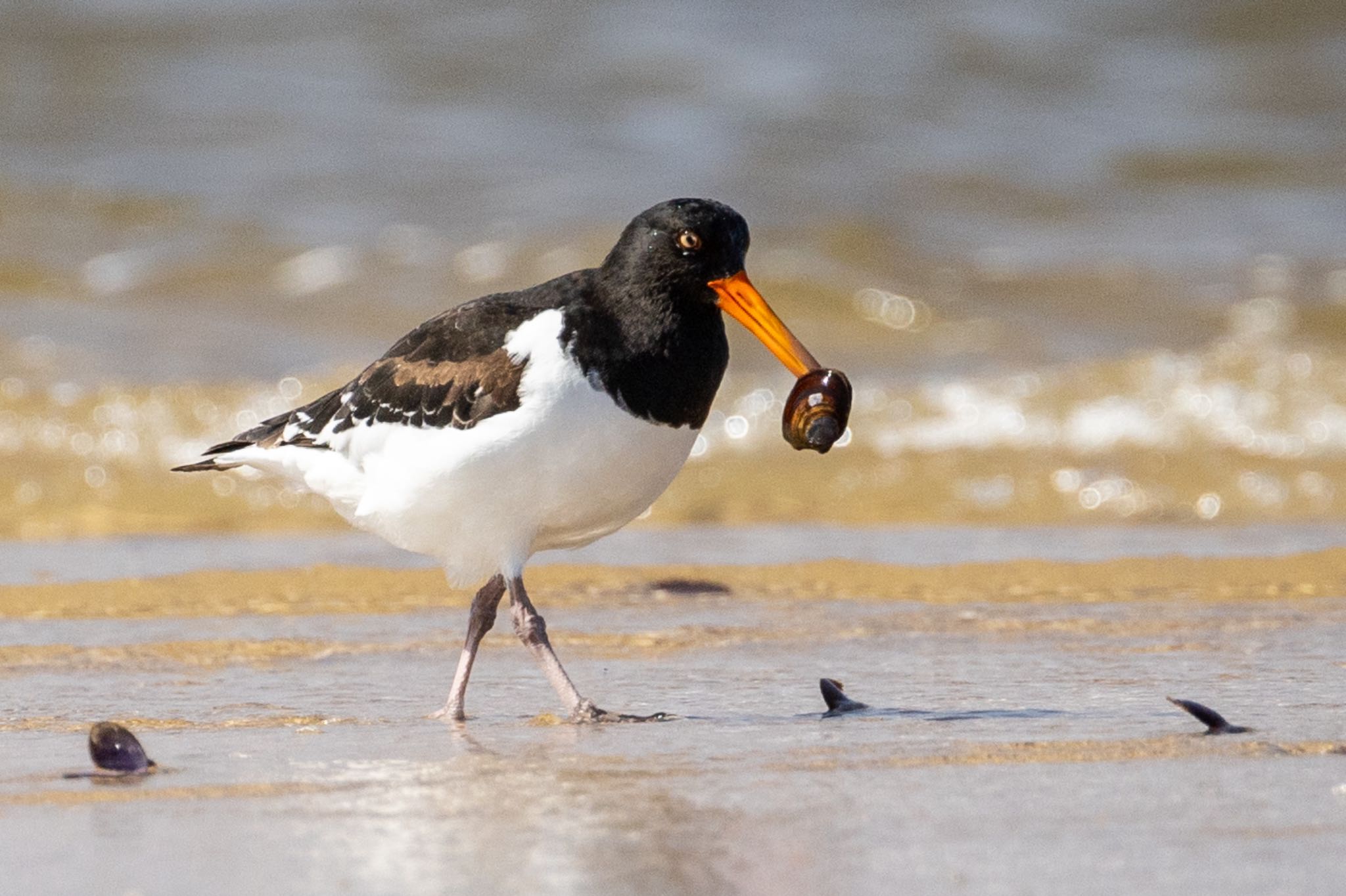 Photo of Eurasian Oystercatcher at 高松干潟(四日市) by 青ちゃん