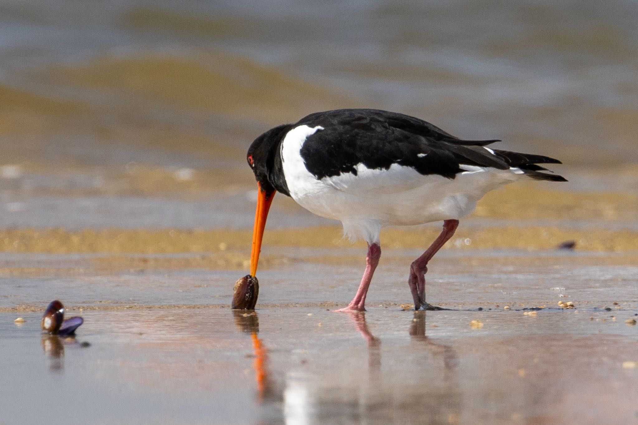 Eurasian Oystercatcher