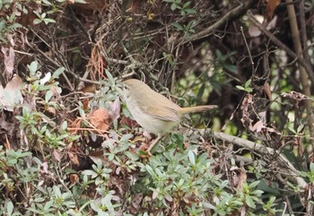 2023年3月25日(土) 千里南公園の野鳥観察記録