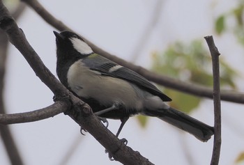 シジュウカラ 大阪鶴見緑地 2023年3月25日(土)