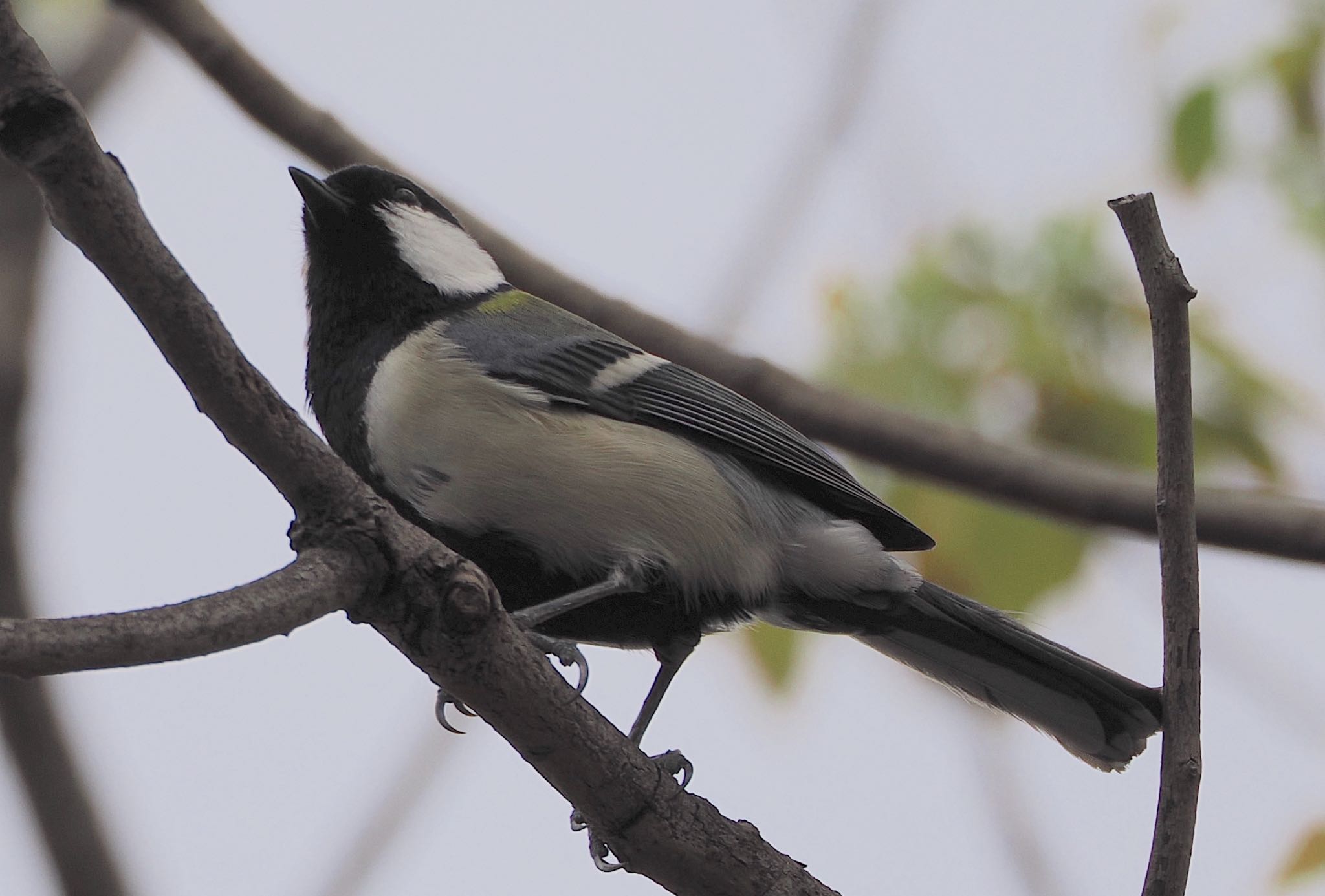 Japanese Tit