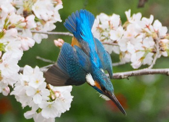 カワセミ 大阪鶴見緑地 2023年3月25日(土)