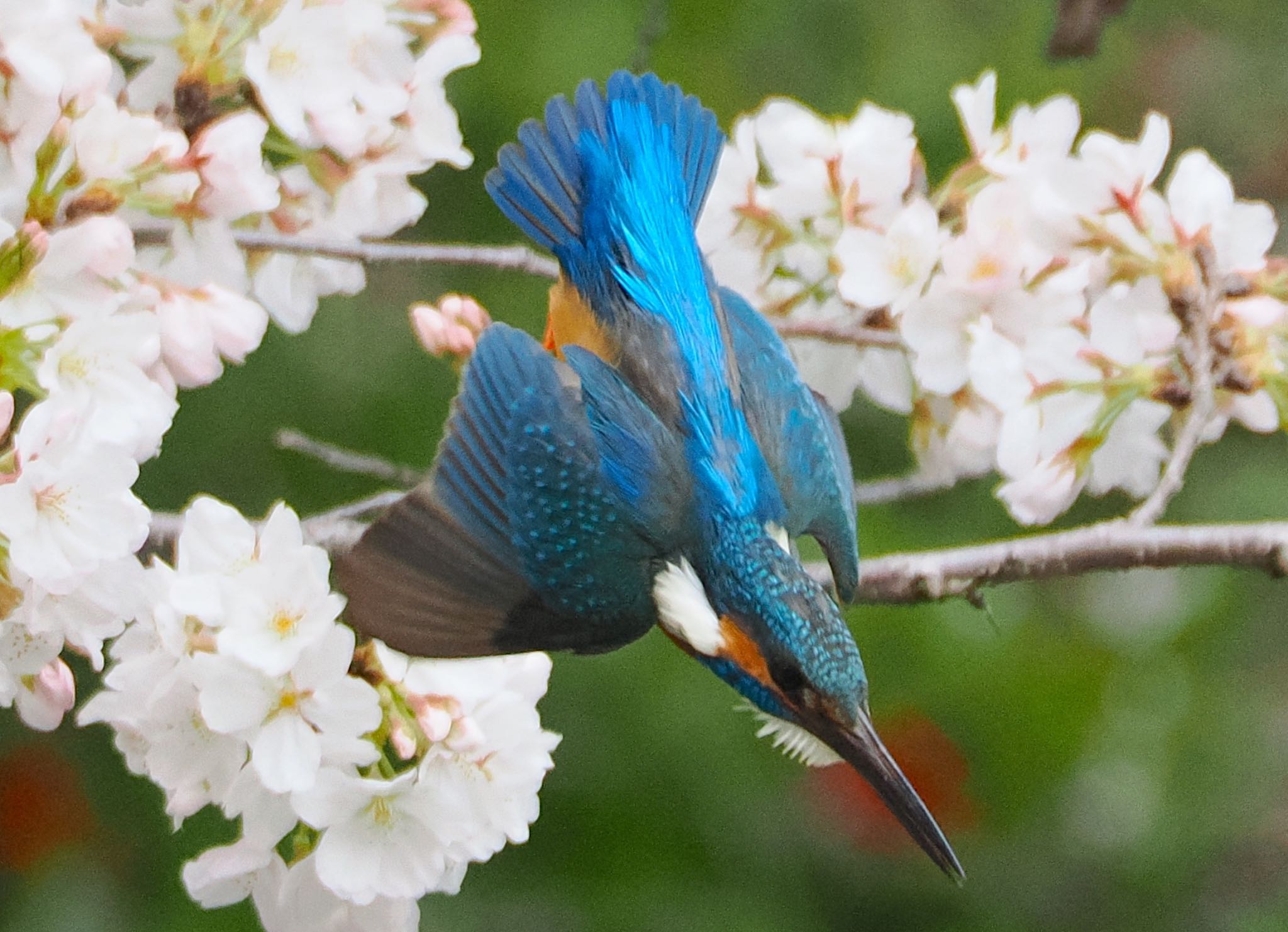 Common Kingfisher