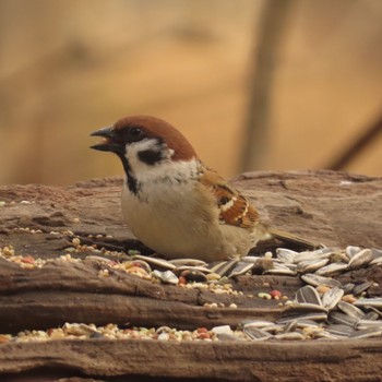 Eurasian Tree Sparrow 千歳 Sat, 3/25/2023