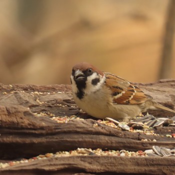 Eurasian Tree Sparrow 千歳 Sat, 3/25/2023