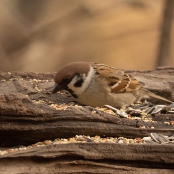 Eurasian Tree Sparrow 千歳 Sat, 3/25/2023