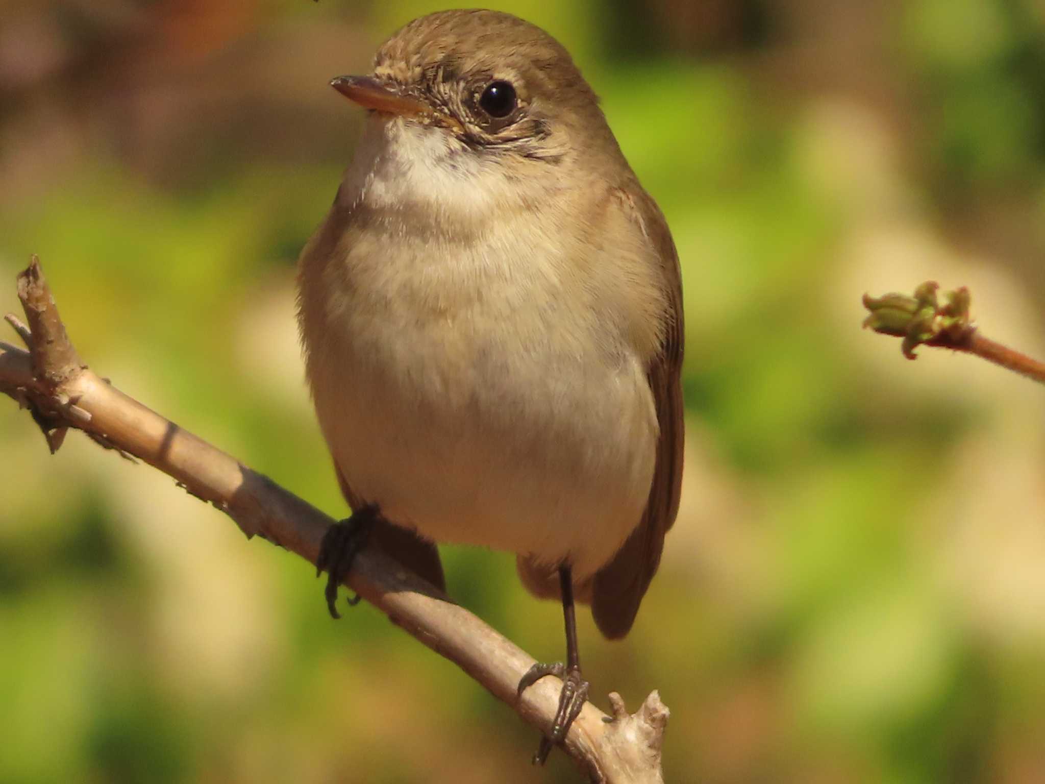 Red-breasted Flycatcher