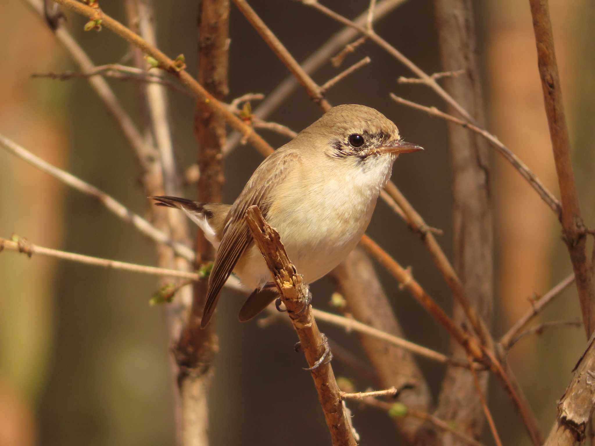 Red-breasted Flycatcher