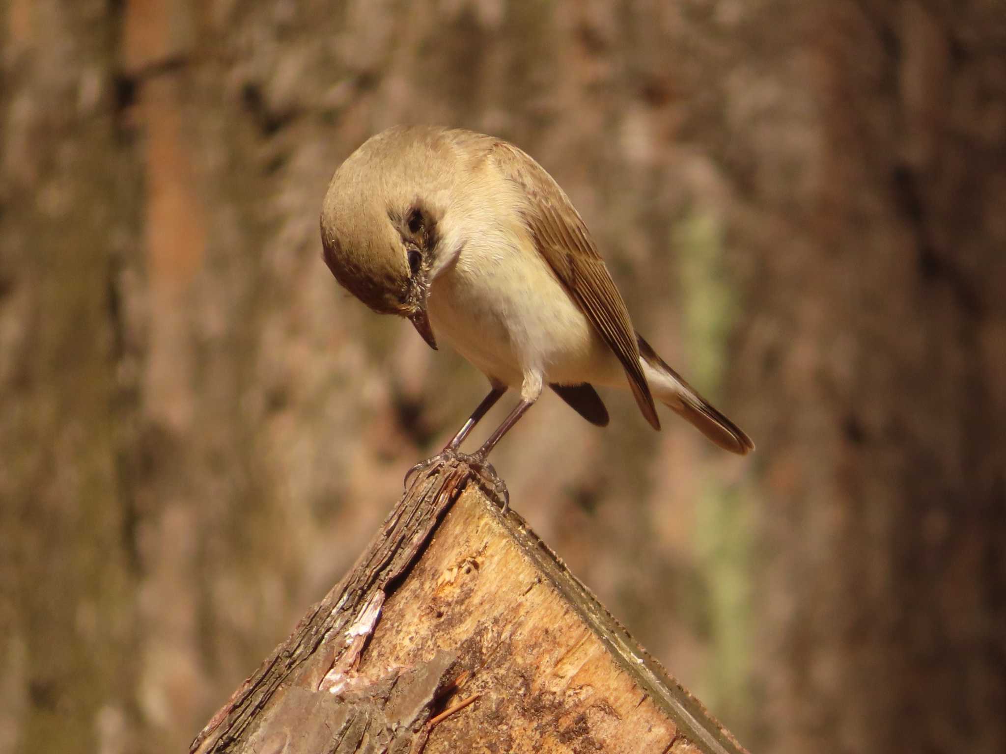 Red-breasted Flycatcher