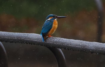 Sun, 3/26/2023 Birding report at Osaka Tsurumi Ryokuchi