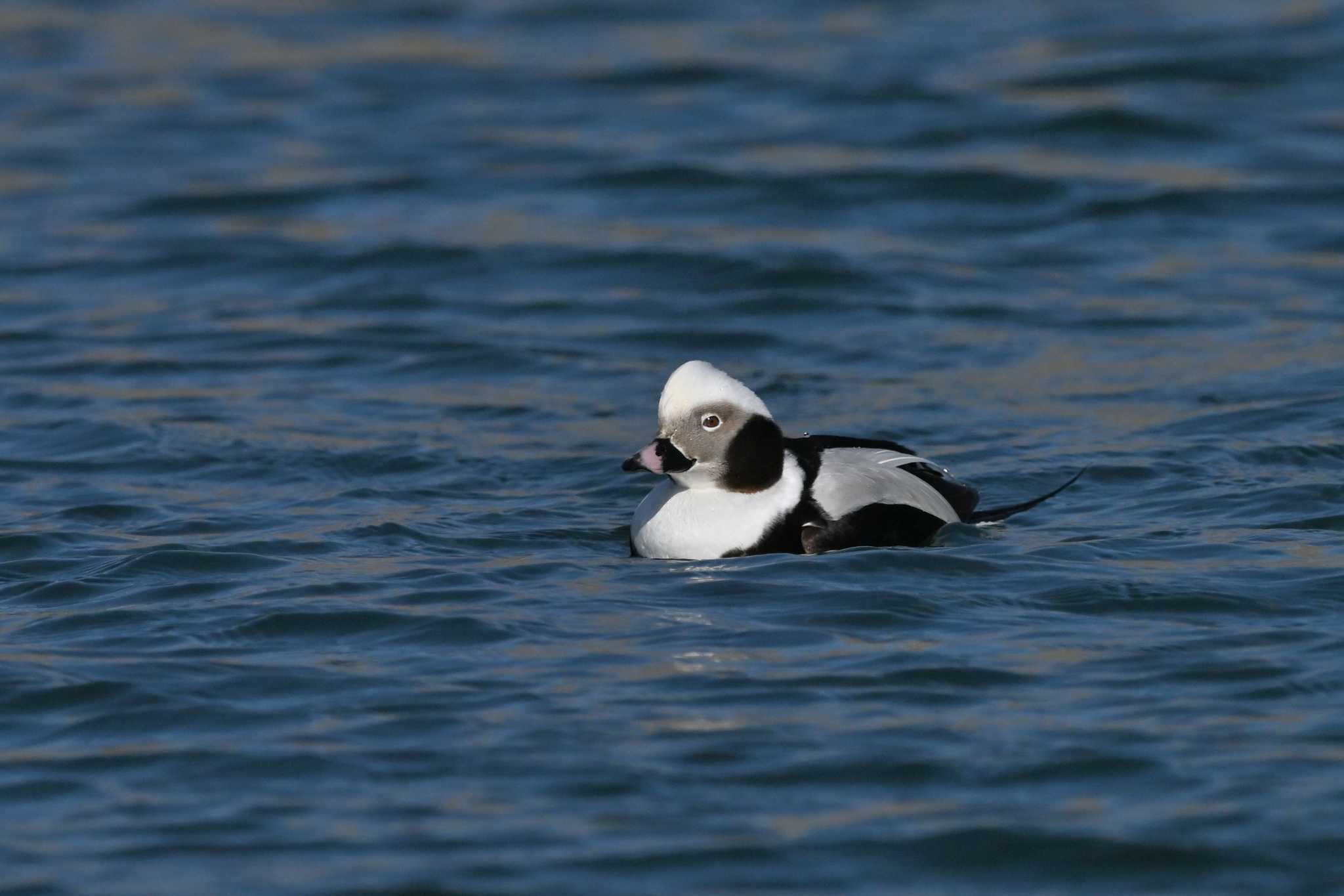 Photo of Long-tailed Duck at 根室市昆布盛漁港 by ダイ