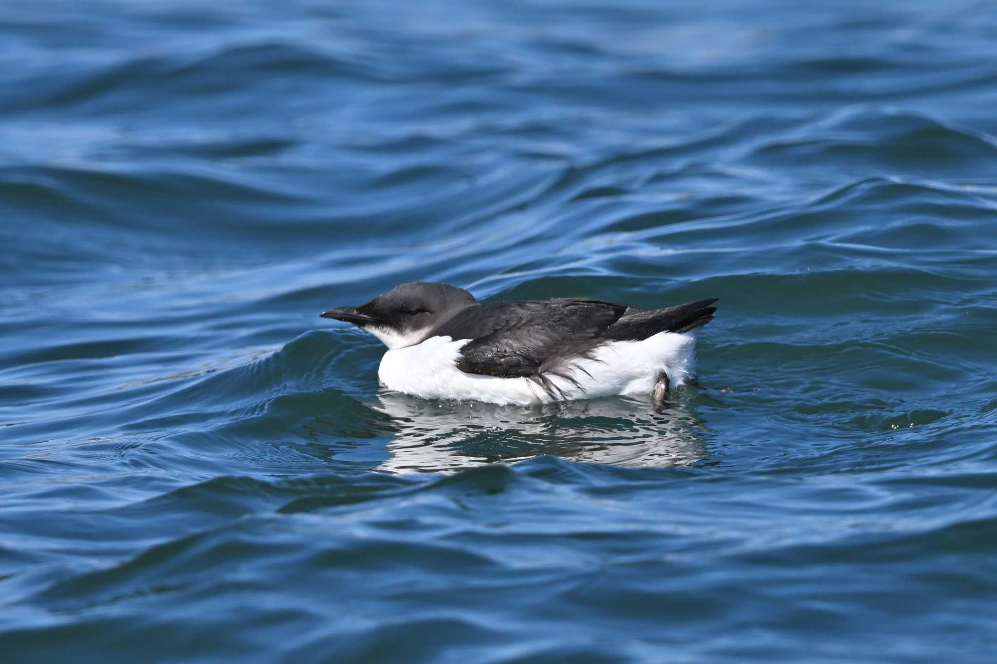 Photo of Thick-billed Murre at 花咲港(根室) by ダイ