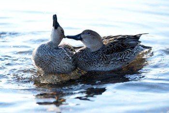 Northern Pintail 越辺川(埼玉県川島町) Sun, 1/4/2015