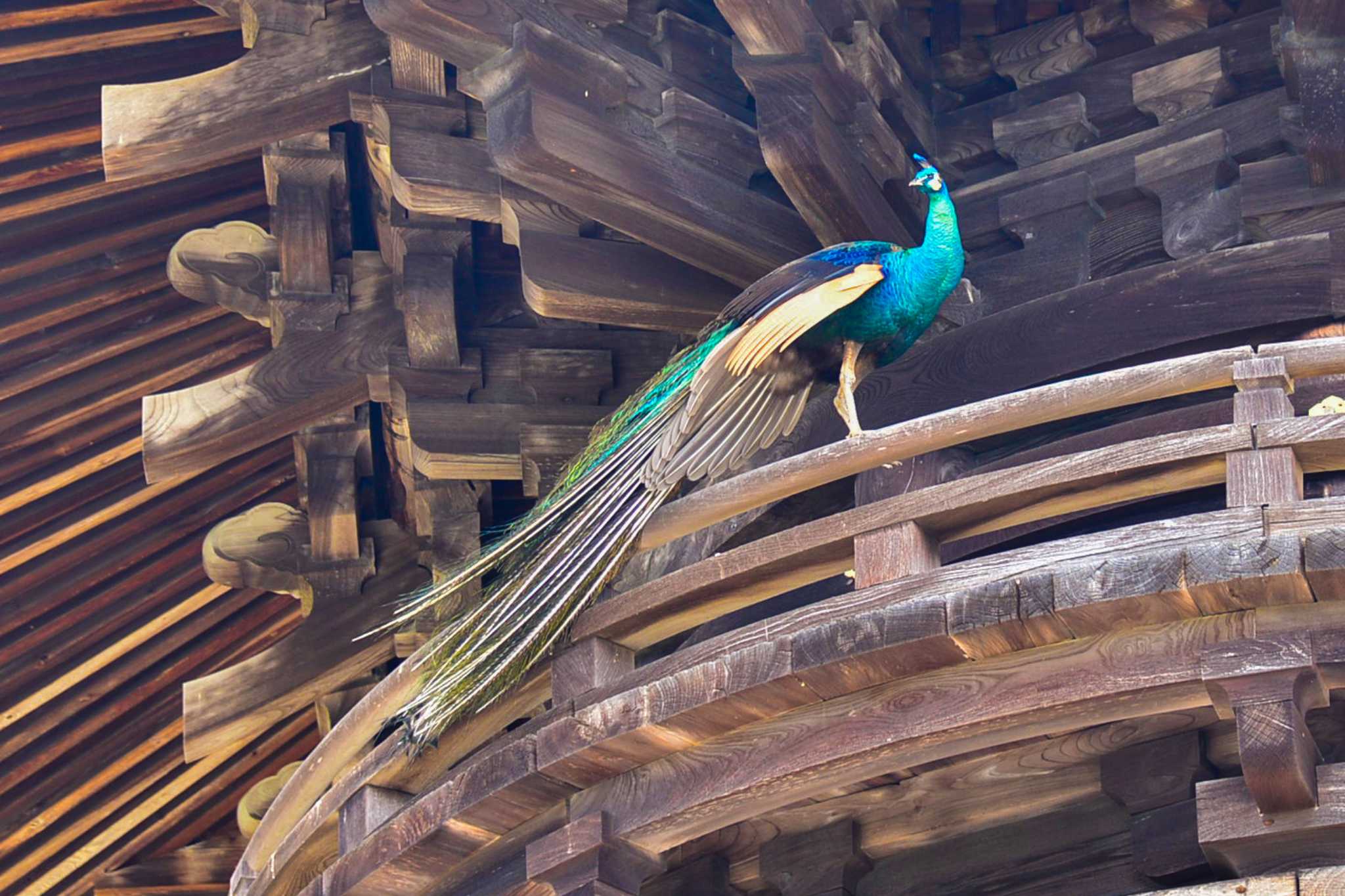 Photo of Indian Peafowl at 雨引観音 by Yokai