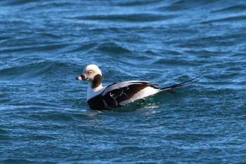 Long-tailed Duck 落石漁港 Sun, 1/29/2023