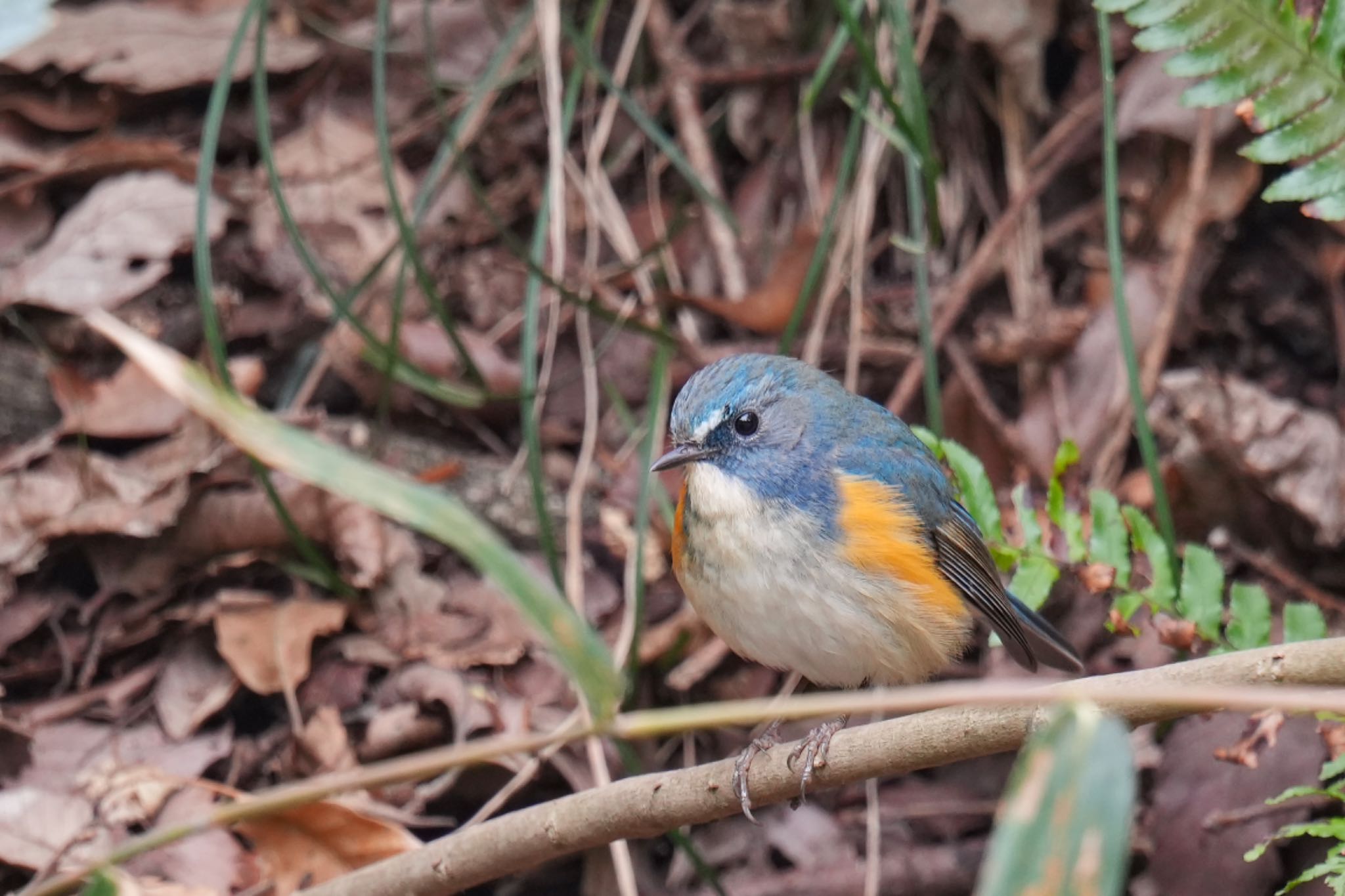 こども自然公園 (大池公園/横浜市) ルリビタキの写真 by アポちん