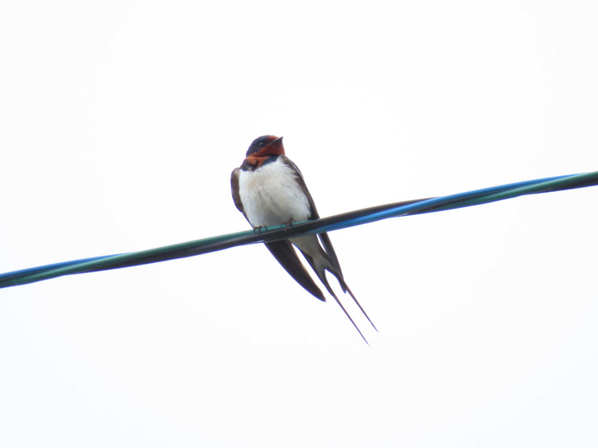 Photo of Barn Swallow at 明和町大淀漁港 by aquilla