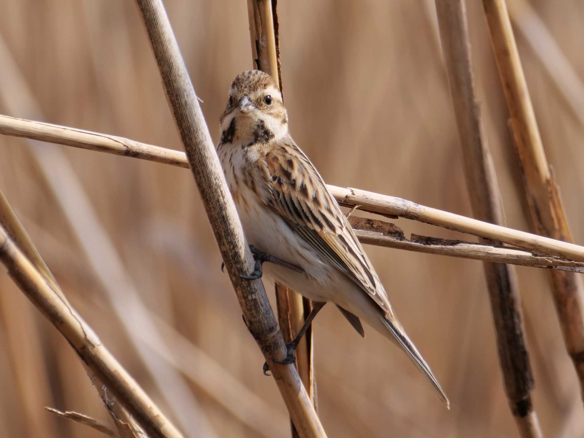 また来てるね・・。 by little birds