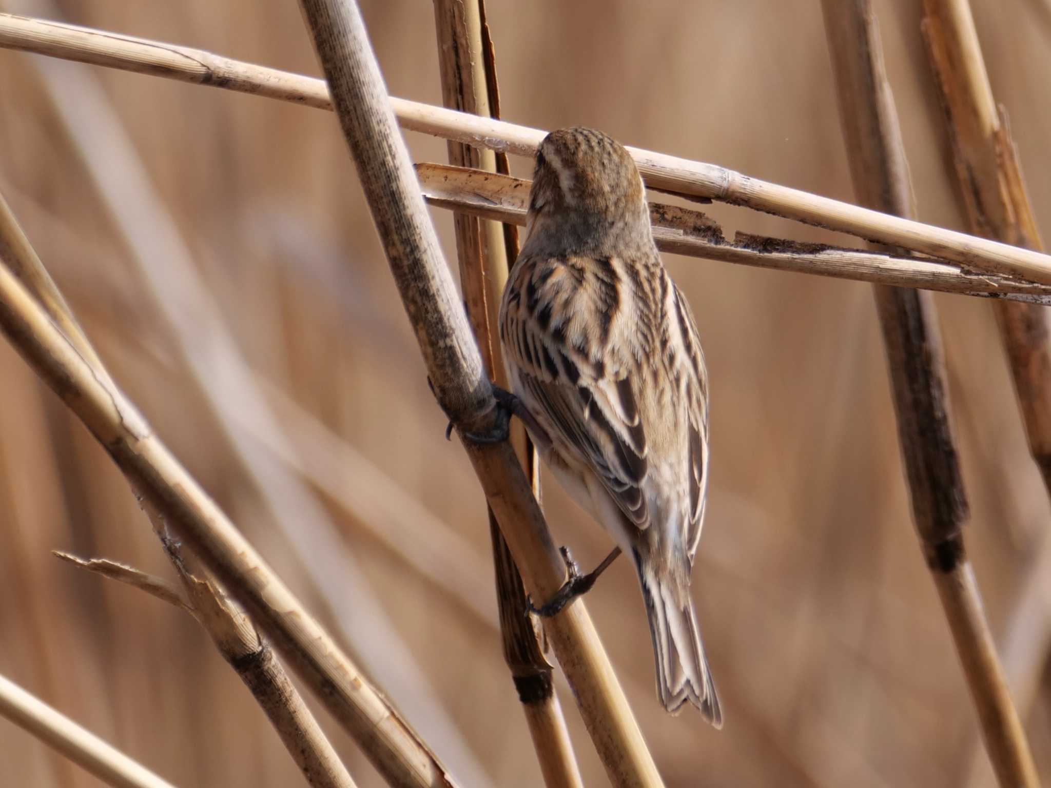 食べた後だな・・ by little birds