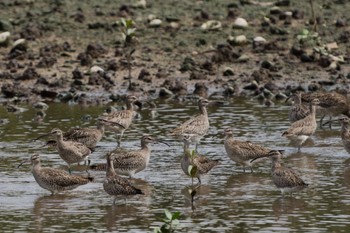 Eurasian Whimbrel Sungei Buloh Wetland Reserve Sun, 3/26/2023