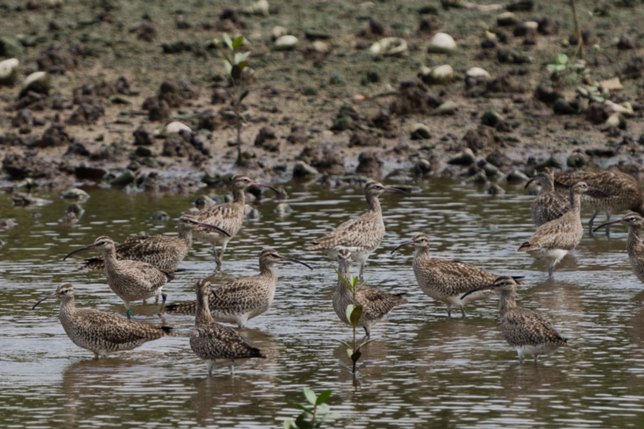 Sungei Buloh Wetland Reserve チュウシャクシギの写真 by T K