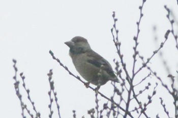 Hawfinch 加木屋緑地 Sat, 3/25/2023