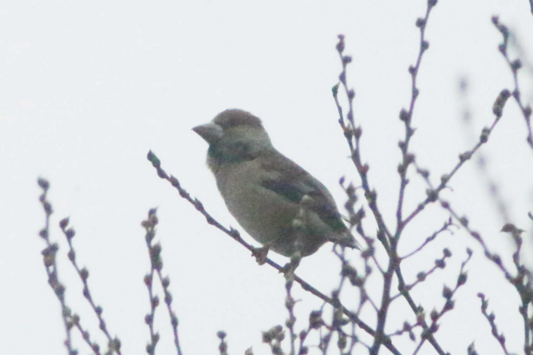 Hawfinch