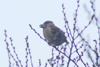 Sat, 3/25/2023 Birding report at 加木屋緑地