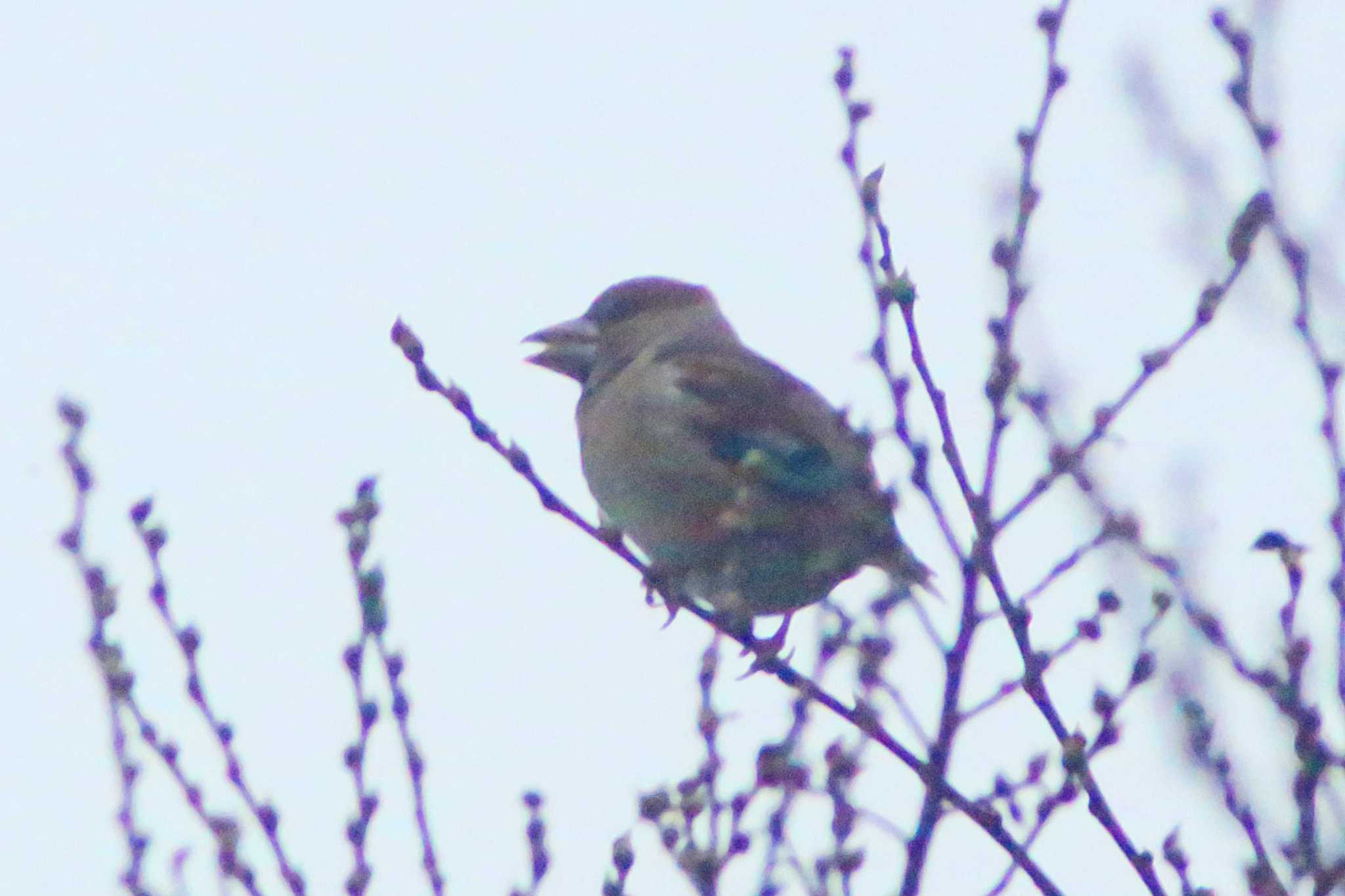 Hawfinch