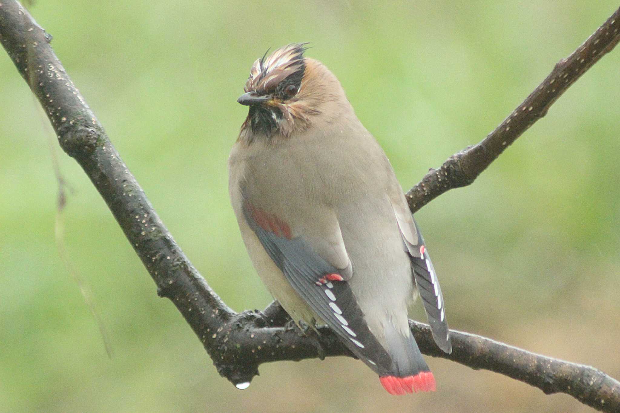 Photo of Japanese Waxwing at 知多市 34°59'43.4"N 136°53'16.0"E by 佐藤 好生