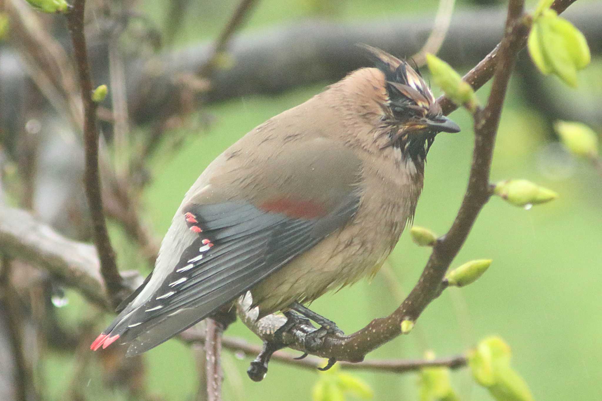 Photo of Japanese Waxwing at 知多市 34°59'43.4"N 136°53'16.0"E by 佐藤 好生